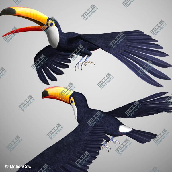 images/goods_img/202104091/Toucan A   Flying/4.jpg